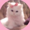 shes.elora