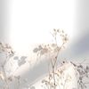 _clemencegagnon