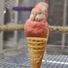 somebirdgal