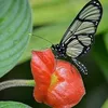 phanpham49