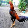 muyekz_dulu_gagap