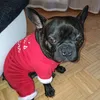 arithefrenchie