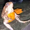 embexxxdragonxxx
