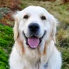 goldenlifeofbailey