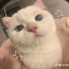 helenhan73