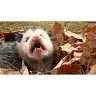morebeezpleez