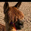 der_schmiddy2009