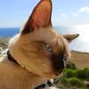 pixie_thesiamese