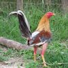 conejito662