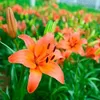 kimhang539