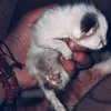 riezaasha99