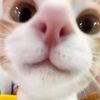 iniisandii_5