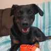 dogxgrilo