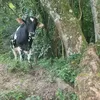 juquinha091