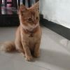 bang_ang7