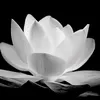 thanhnga_1783