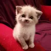 cococua1