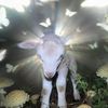 spooky.sheep