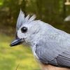 Maryland Birdnerd