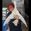 duckloverbob132