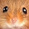 peter.eaterofpumpkin