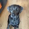 poppypuppers