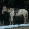 pereirasousa10
