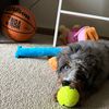 tito_thedoggy
