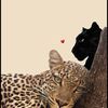 🤎🐆.