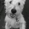 whitedogtx
