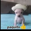 mateolobo6