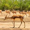 alialghali40