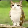 amogatitos02