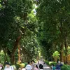 hanoi964