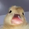 mamonlypyt