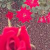 emily_henry08