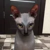 zevs_cat_1