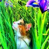 noncrazycrazycatlady