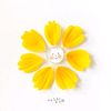daisy_flowerpetal
