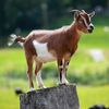 andrewgoatman