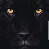 panthersoul100