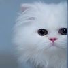 angel_takecareofme