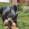 dobielover80