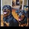 vonfreitasrotties