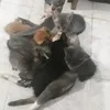 solangestrada