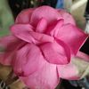 suzanshil4