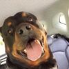 rottweiler_bruno