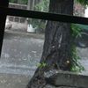 _rain.pretty