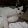 catmoggy