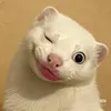 cin11285252863968111222